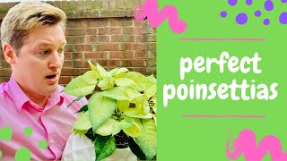 How to Care for Poinsettias Summer Tips [upl. by Attolrahc]