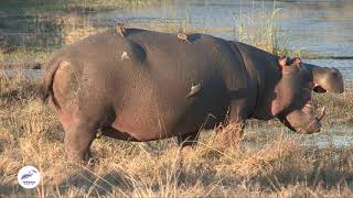 Redbilled Oxpecker Buphagus erythrorhynchus Bird Call  Stories Of The Kruger [upl. by Atterys]