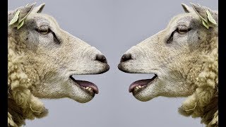 Sheep bleating Sound  Animal sounds HD [upl. by Brandenburg]