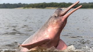 River Dolphins Речные Дельфины [upl. by Brogle299]