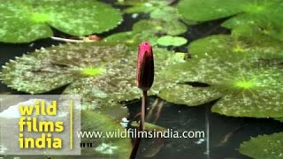 Water lily family Nymphaeaceae in a pond in Kerala [upl. by Greenwood416]