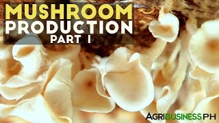 Mushroom production in the Philippines  Mushroom production Part 1 Agribusiness [upl. by Nosreh]