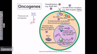 Types of oncogene [upl. by Carrnan]