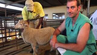 Sheep Intramuscular injection technique [upl. by Haon]