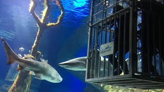 Shark Diving at the Long Island Aquarium [upl. by Romito323]