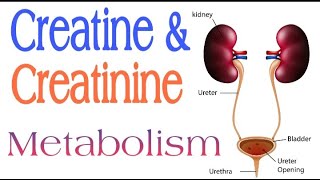 Creatine and Creatinine Metabolism  Lecture 16 [upl. by Nagad]