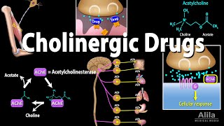 Cholinergic Drugs  Pharmacology Animation [upl. by Lorena]