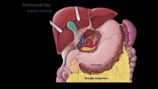 Peritoneum tutorial [upl. by Retxab]