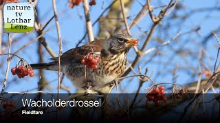 Wacholderdrossel vor der Kamera Fieldfare observation [upl. by Yonita598]