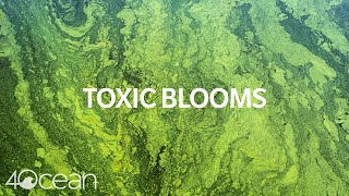 Toxic Algae Blooms [upl. by Aseral]