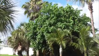 The Common Black Mulberry Tree  Compared to the Everbearing Mulberry [upl. by Yenitsed]