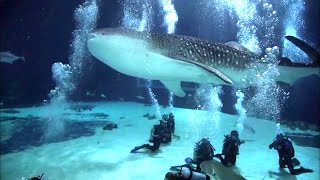 Scuba Diving with Whale Sharks  Georgia Aquarium [upl. by Anerhs600]