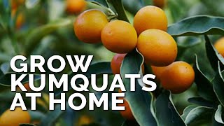 How to Grow Kumquat Trees in Containers Pt 1 [upl. by Debora438]