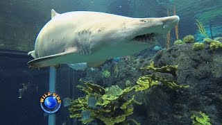 Florida Aquarium Shark Dive Tampa Florida [upl. by Lombardo]