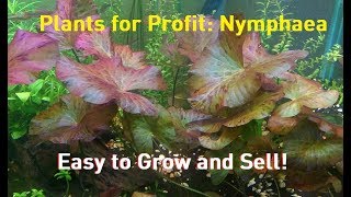 Plants for Profit Nymphaea  Lilies are Easy Money [upl. by Okiron164]