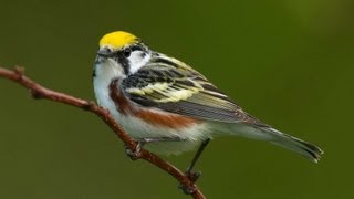 Birding Warblers [upl. by Ailerua]