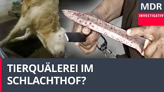 Tierquälerei im Schlachthof  Illegales Schächten [upl. by Aiden]