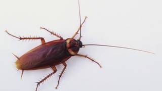 How Boric Acid Kills Cockroaches [upl. by Aihsemek]