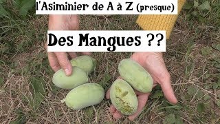 lAsiminier de A à Z presque [upl. by Ecerehs]