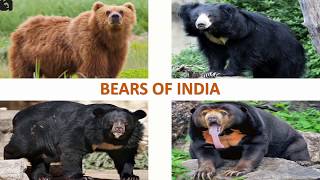 Bears of India 🐻 🇮🇳  Mammals  Indian Animals [upl. by Zebada260]