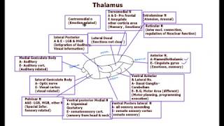 Thalamus  Nuclei functions [upl. by Wharton547]