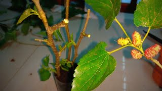 How to grow mulberry tree from cutting [upl. by Haraz593]