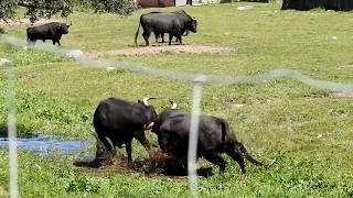 Espectacular pelea de toros pelea a muerte [upl. by Opportina]