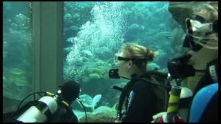 Dive with the Sharks at The Florida Aquarium [upl. by Aimas]