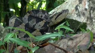 The Jumping Pit Viper Atropoides Mexicanus [upl. by Kamila]