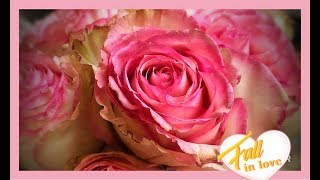 How To Preserve Roses With Wax Dipping [upl. by Nyleahcim]