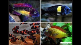 My Top 10 Tropheus The Best Of Lake Tanganyika [upl. by Nodla639]