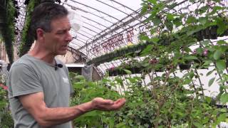 Growing Mulberries in Containers [upl. by Anastasius810]