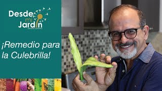 Desde Mi Jardín  Remedio para la Culebrilla [upl. by Ycam444]