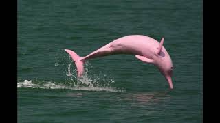 Amazon river dolphin Facts Interesting Facts about Amazon river dolphin [upl. by Aurthur84]