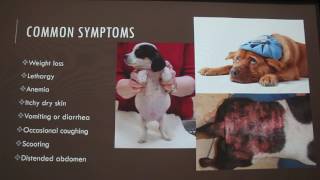 Common Parasites in Dogs [upl. by Kinney]