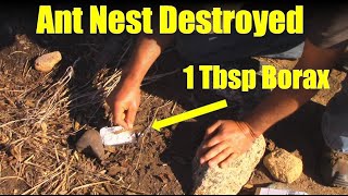 How to Destroy an Ant Nest with Borax [upl. by Naut688]