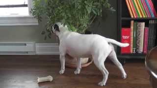 Mini Bull Terrier Trancing [upl. by Arman]