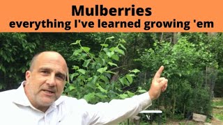 How to grow Mulberries Mulberry Trees produce fruit for 100 years from ONE tree [upl. by Adara123]