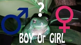 How To Determine the Gender of a Whites Tree Frog [upl. by Nylyaj]