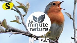 CHANTS DOISEAUX LEÇON 1 No 125 [upl. by Ecitsuj]