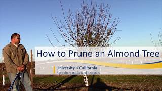 How to Prune an Almond Tree [upl. by Niwle]