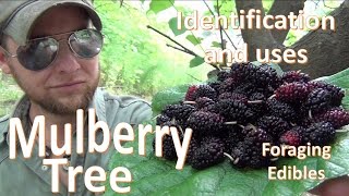 The Mulberry Tree Uses and Identification Survival Foraging [upl. by Shayla]