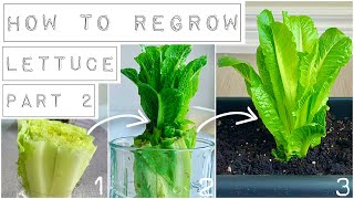 How to Grow Lettuce Indoors All Year Long [upl. by Zoi339]