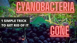 AQUARIUM ALGAE GUIDE Ep 4 Cyanobacteria  Blue Green Algae Removal [upl. by Ahsercul]