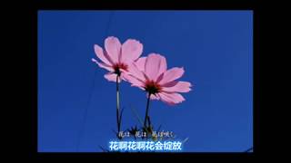 花は咲く Hana wa saku 花会绽放  中日文字幕 [upl. by Martinic283]