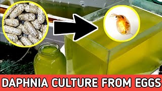 HOW TO HATCH DAPHNIA EGGS  HOW TO CULTURE DAPHNIA [upl. by Phionna]