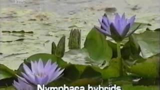 fragrant water lily Nymphaea odorata [upl. by Llorre105]