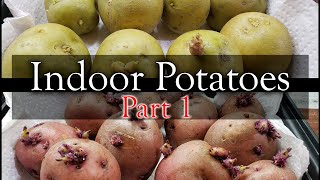 How To Grow Potatoes Indoors  Part 1 of 3 [upl. by Claudette]