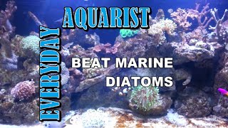 How To Kill Marine Aquarium Brown Algae amp Diatoms [upl. by Chavey464]