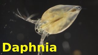 Daphnia [upl. by Ynohtnaed]